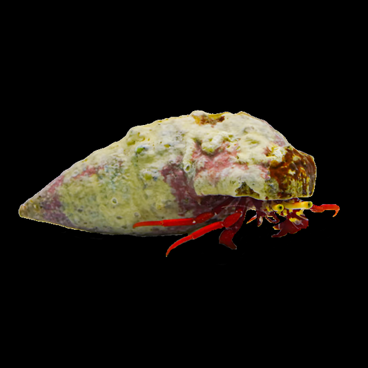 Scarlet Hermit Crab (Paguristes cadenati)