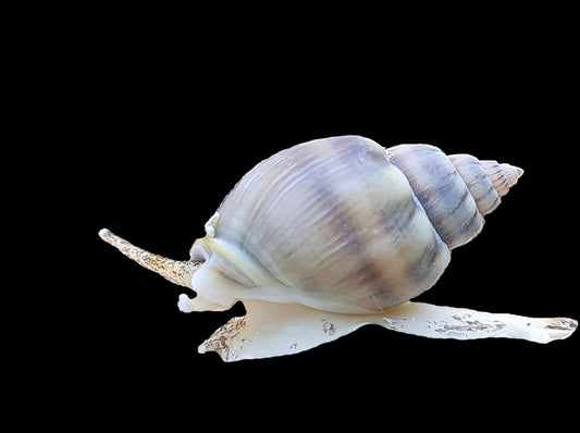 Tonga Nassarius Snail (Nassarius sp.)