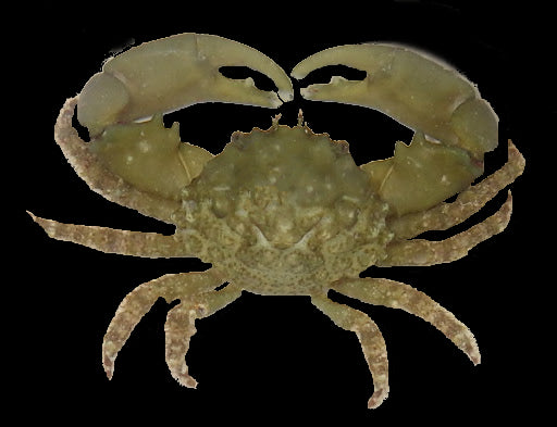 Emerald Crab (Mithraculus sculptus)